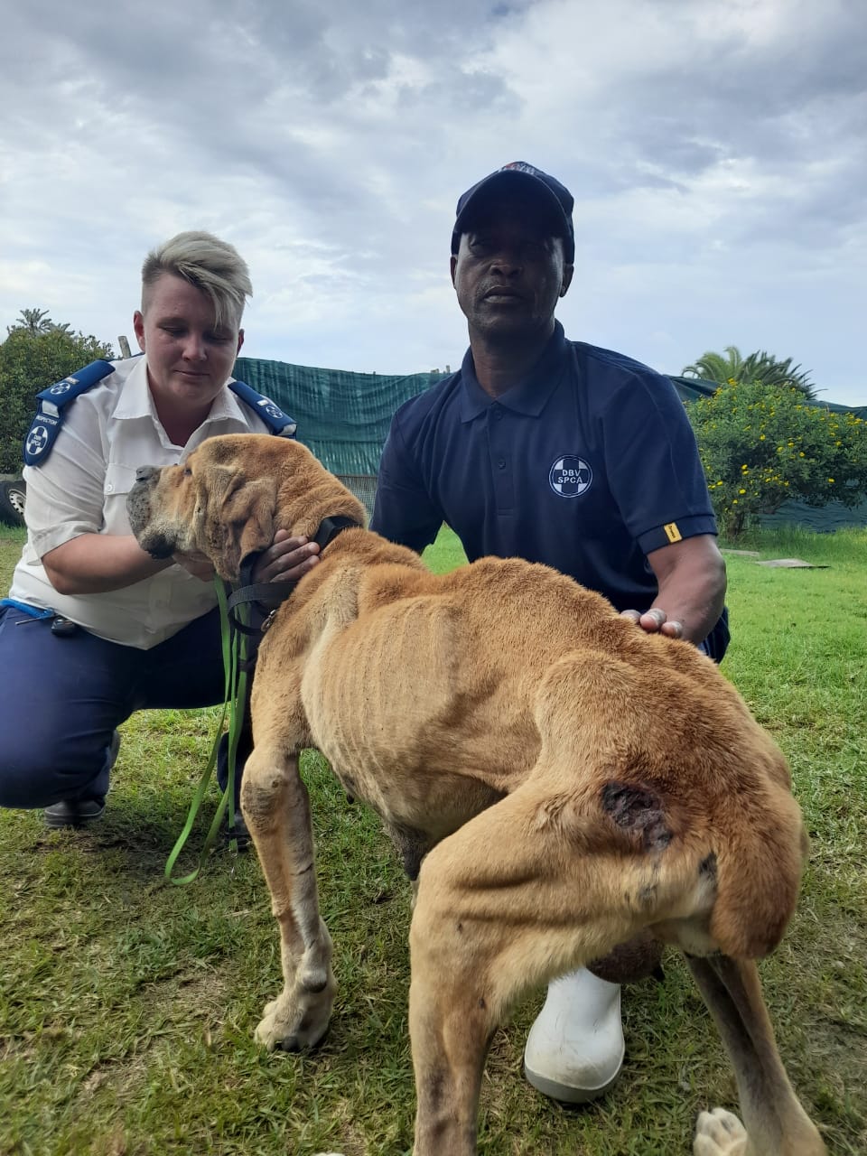 Boerboel Breeder convicted in landmark Tail Maiming & Neglect Prosecution in South Africa