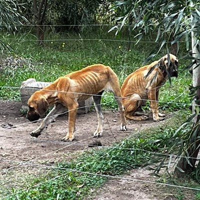 Boerboel breeder found guilty of animal cruelty in South Africa