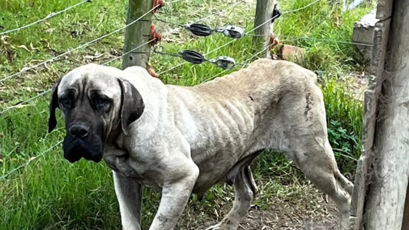 Man sentenced for cruelty to 68 Boerboels in Hartenbos