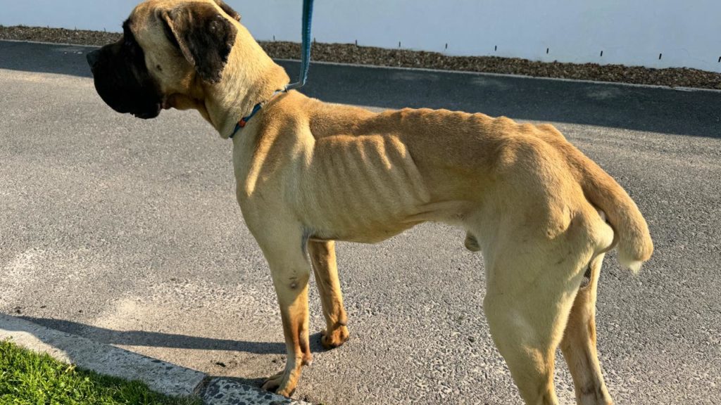 Police officer faces serious charges for neglecting boerboels in South Africa