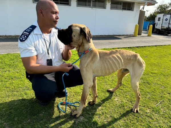 Police officer faces serious charges for neglecting boerboels in South Africa