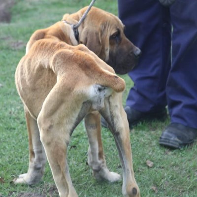 SPCA takes boerboel breeders to court in South Africa