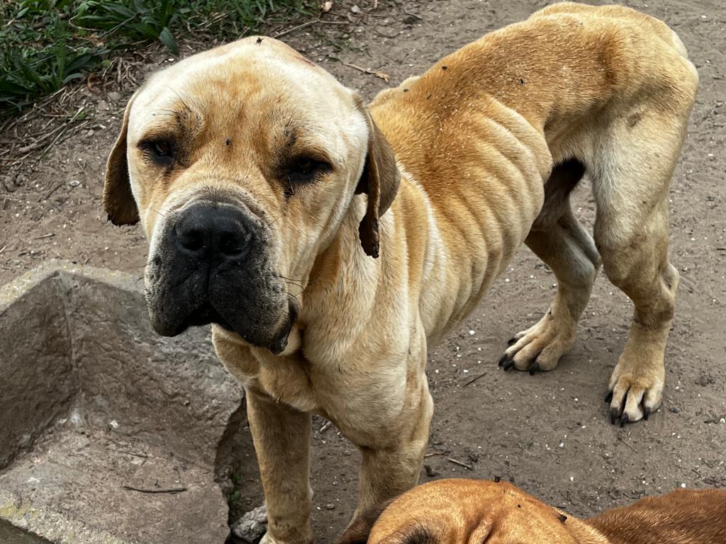 SPCA takes boerboel breeders to court in South Africa