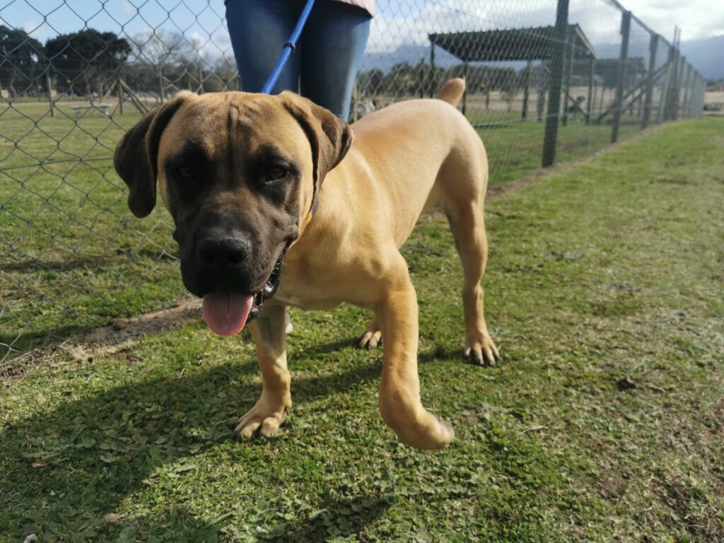 SPCA takes boerboel breeders to court in South Africa