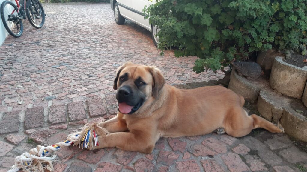 SPCA takes boerboel breeders to court in South Africa