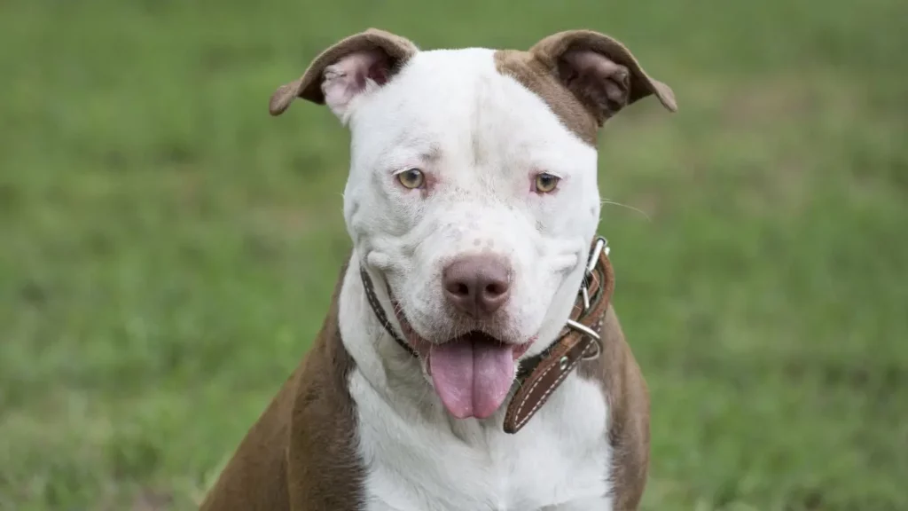 Full list of banned dog breeds in the UK: Which breeds are legal? - American Pit Bull Terrier