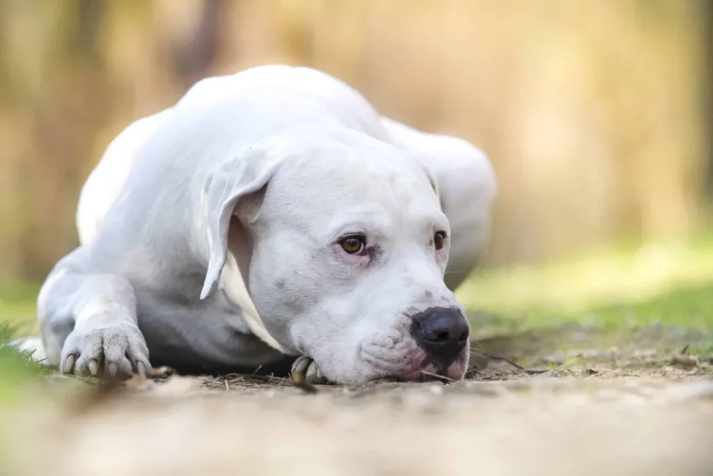 Full list of banned dog breeds in the UK: Which breeds are legal? - Dogo Argentino