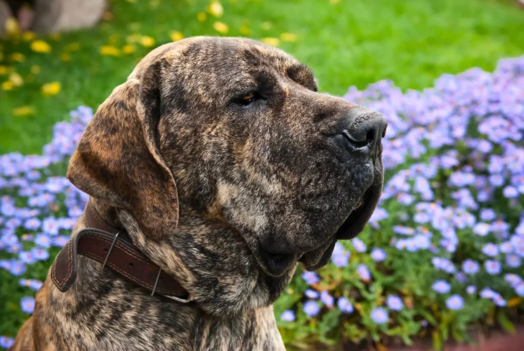 Full list of banned dog breeds in the UK: Which breeds are legal?- Fila Brasileiro