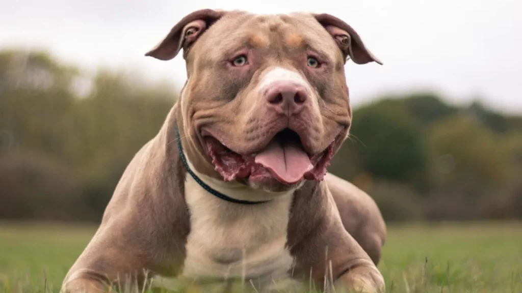 Full list of banned dog breeds in the UK: Which breeds are legal? - XL Bully