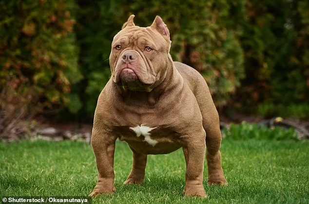 American XL Bully ban revealed in full as dogs will be illegal within 3  months