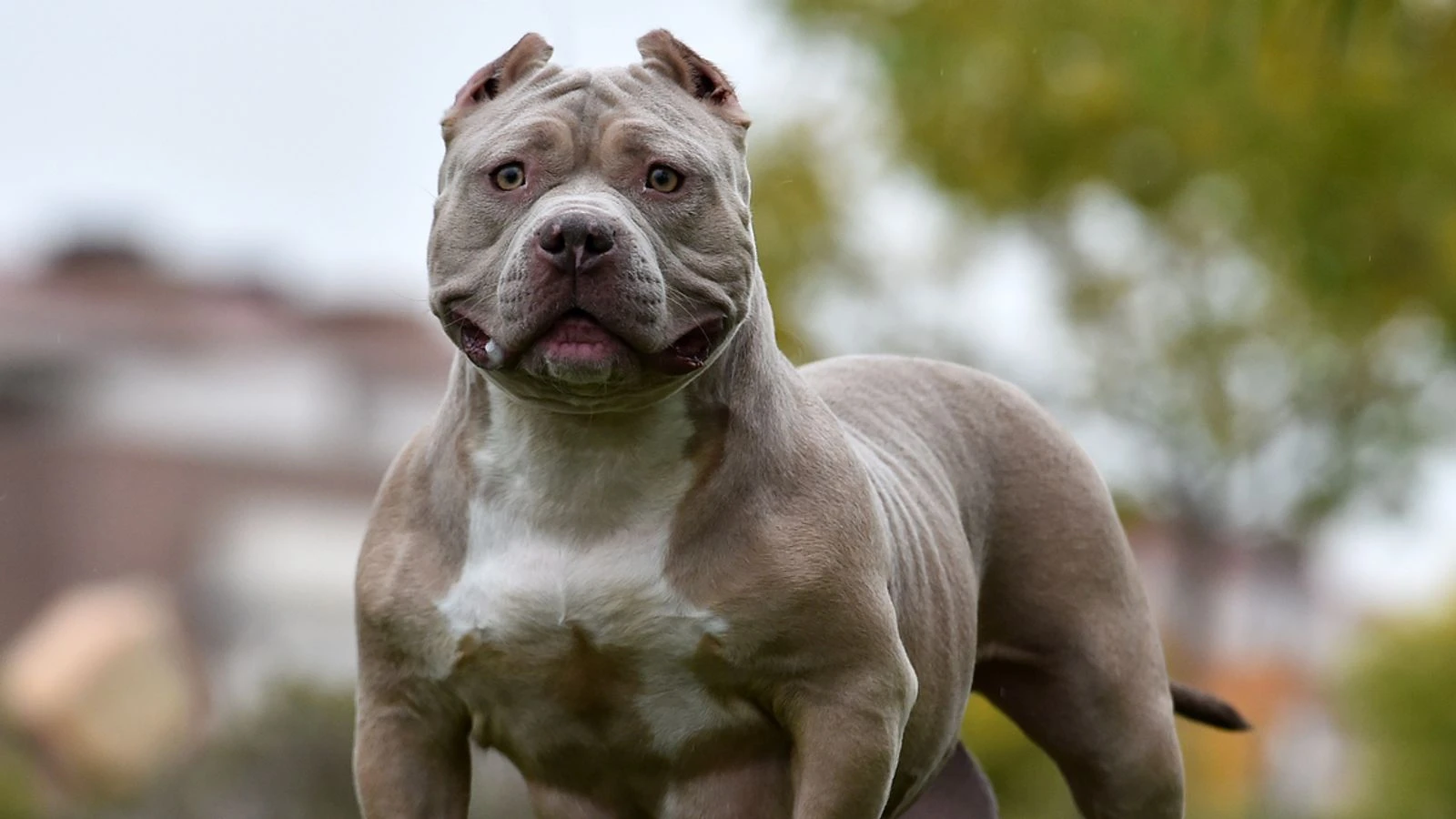 XL Bully breed to be banned in the UK