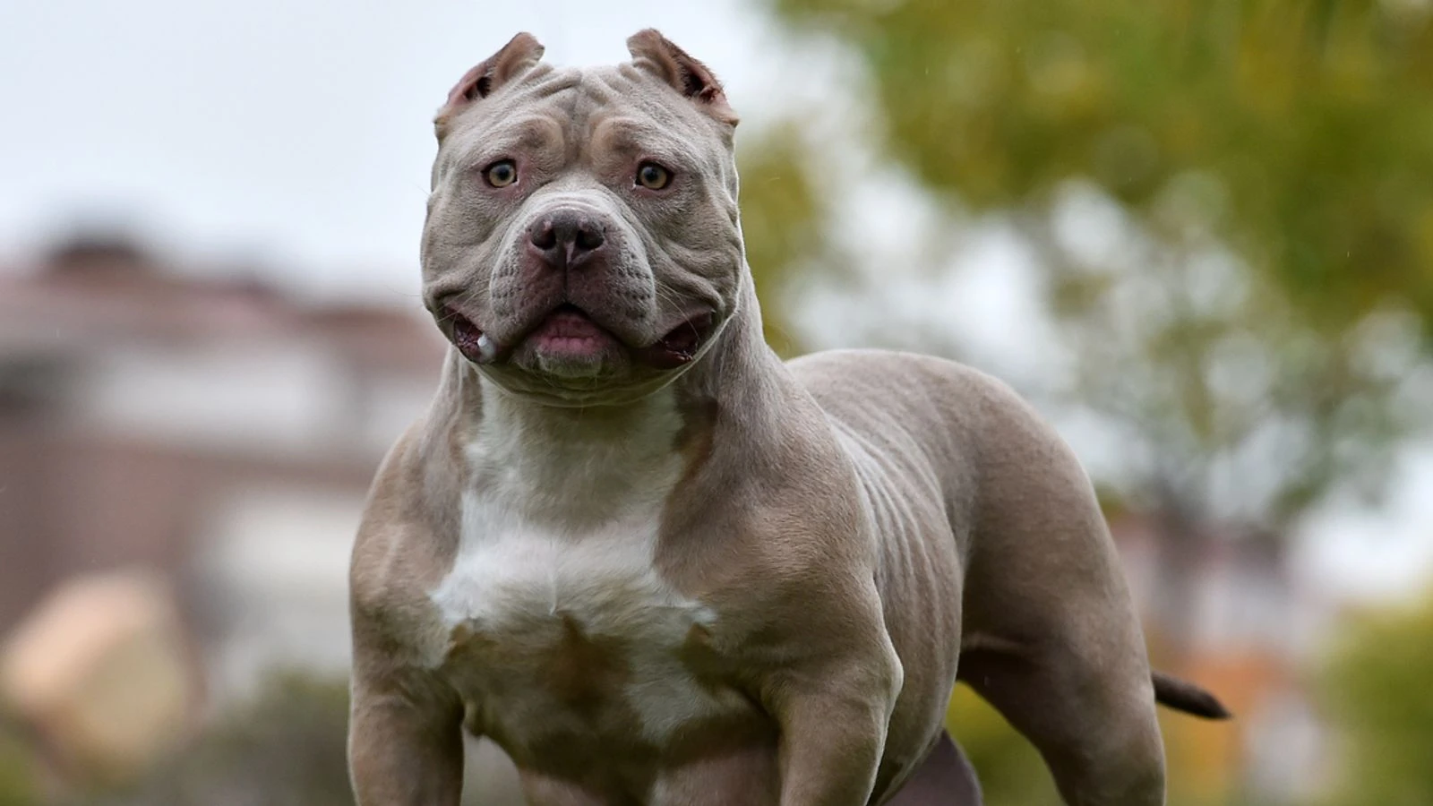 American XL Bully officially banned in UK after spate of attacks