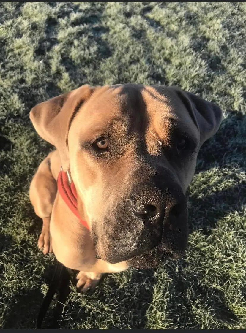 The Harrowing story of Huncho the Boerboel