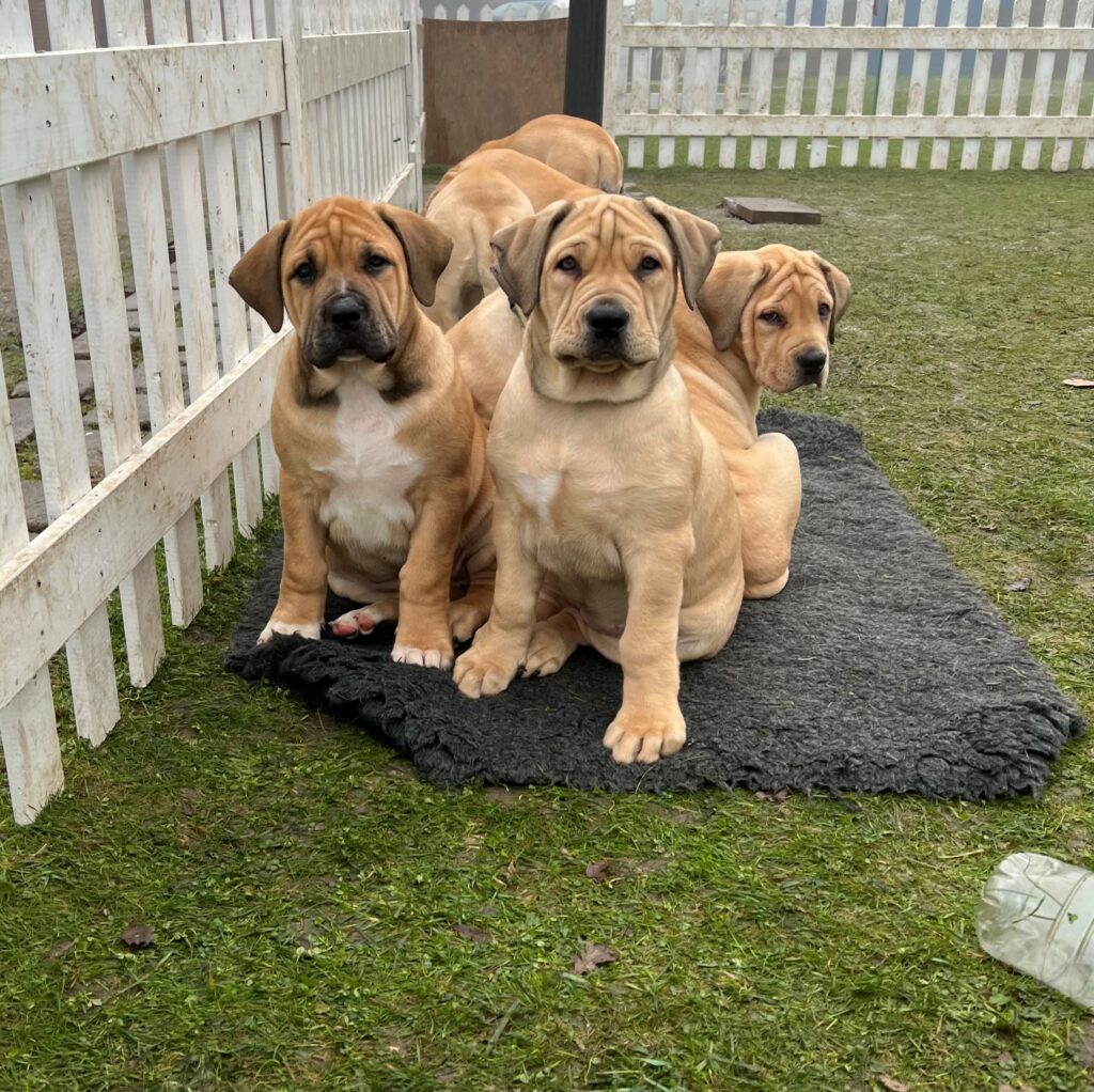 Myrtle Boerboels